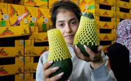 Türk avokadosu kilogramı 5 dolardan yok satıyor