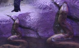 Trabzon’da dev yılanlara ‘canlı yem’ iddiası! Gerçek ortaya çıktı