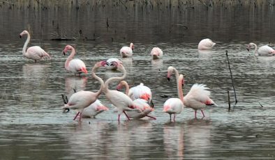 Baharın müjdecisi! Tuz Gölü için bir efsane