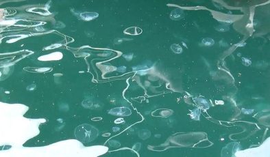 Marmara Denizi’nde yeni istilacı türler