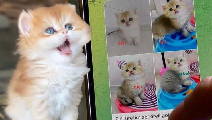 Petshoplarda yasaklandı, internete düştü! 17 bin liradan satılıyor