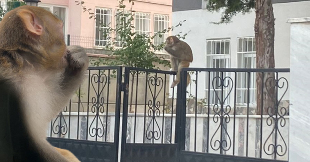 Buse’yi ısırdı ortadan kayboldu: Çorum’da maymun alarmı