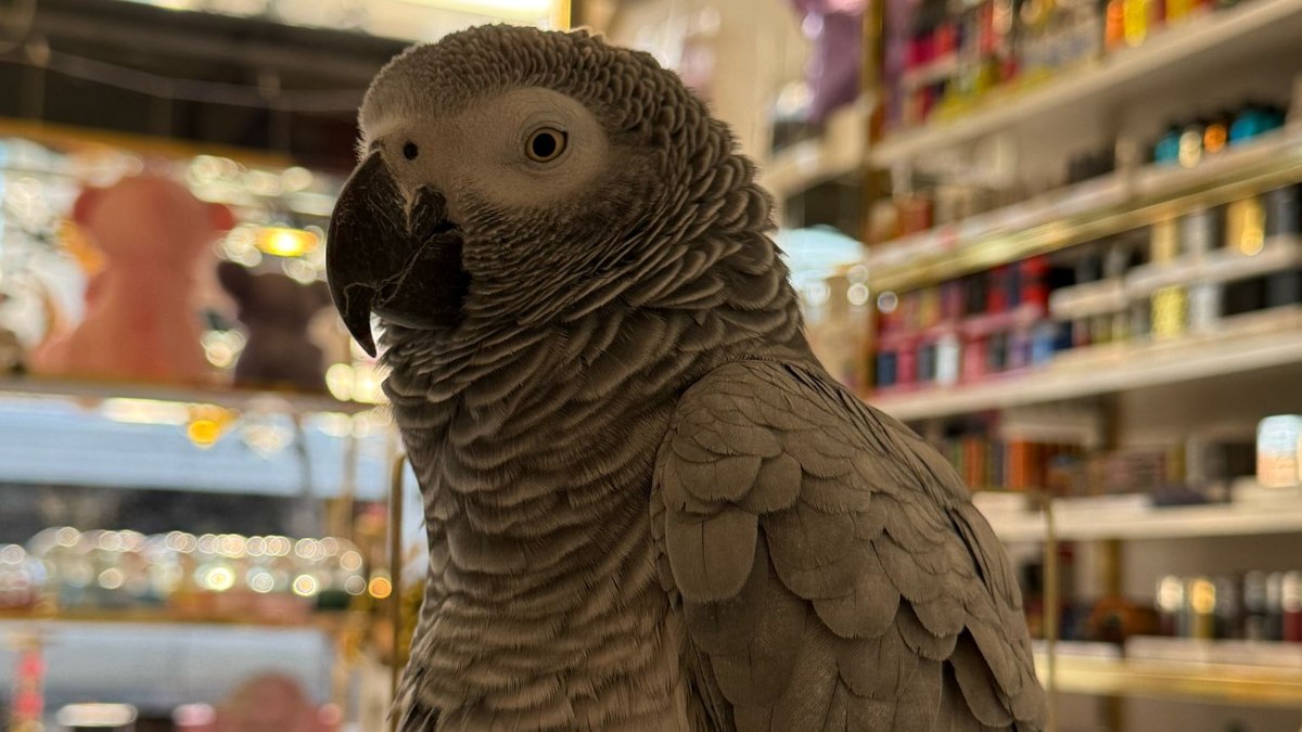 İstanbul’da ilginç hırsızlık: Papağanı çalıp kayıplara karıştı