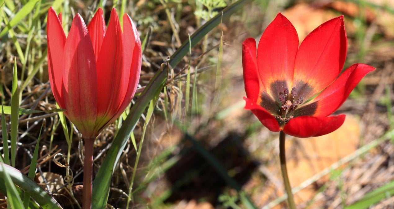 Türk lalesinin bilinmeyen hikayesi: Neden korunması gerekiyor?